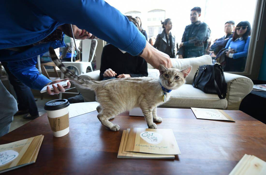 Orlando Cat Cafe