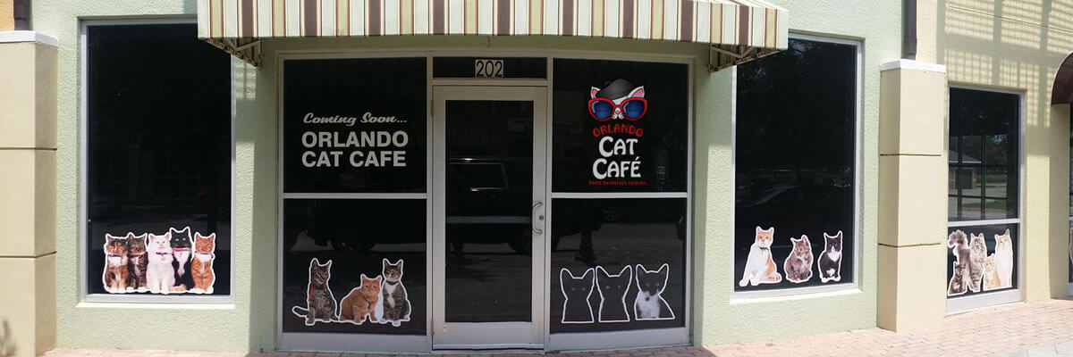 Mac Tabby Cat Cafe Groupon