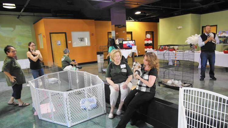  Orlando  Cat  Cafe  in the Orlando  Sentinel orlandocatcafe