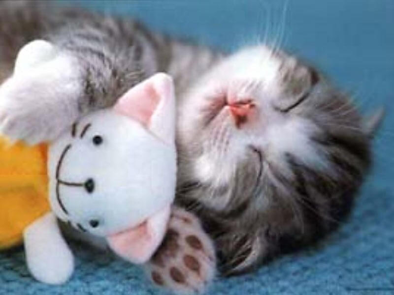 cat sleeping with stuffed animal