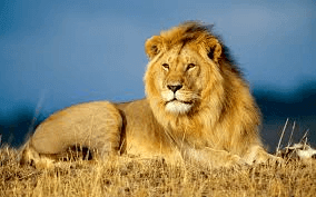 Lion|Kng of Jungle|Orlando Cat Cafe