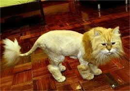 Lion Cut Cat|Orlando Cat Cafe