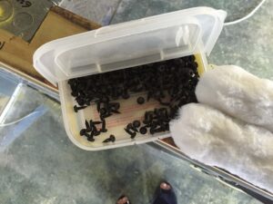 Orlando Cat Cafe|Cat Construction