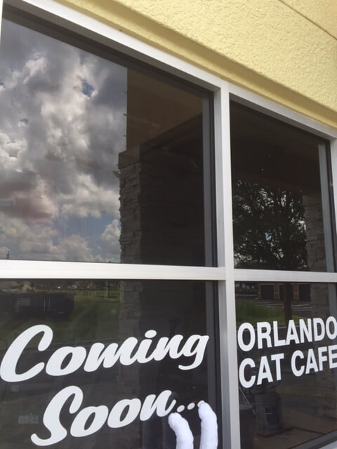 Orlando Cat Cafe