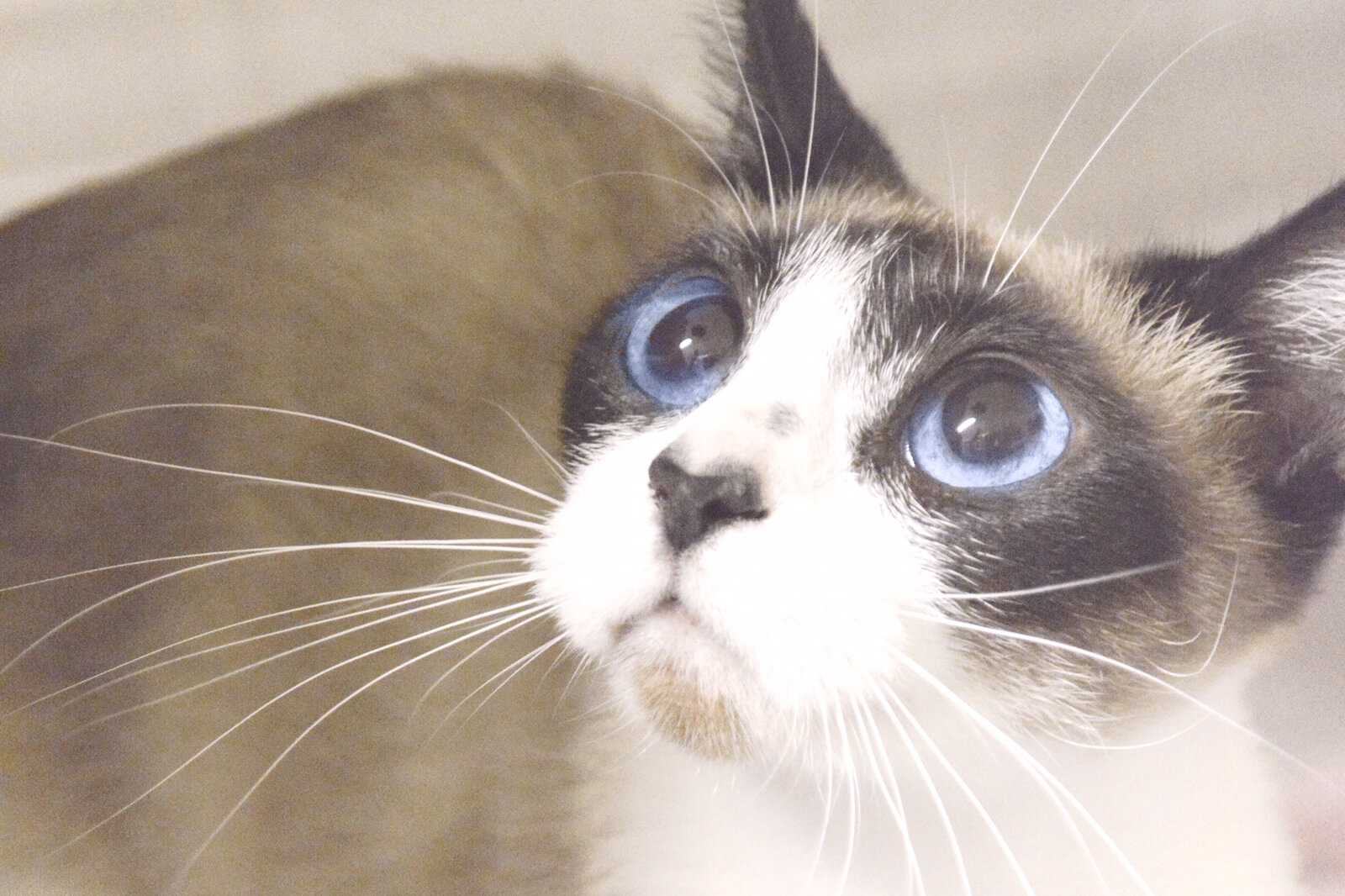 Orlando Cat Cafe|Bella Luna