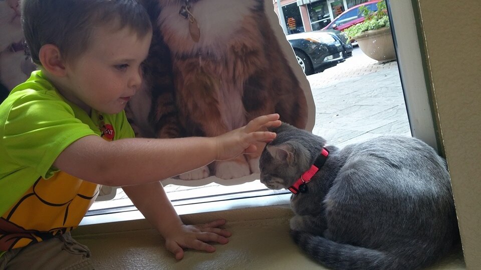 Child and Cat|Orlando Cat Cafe