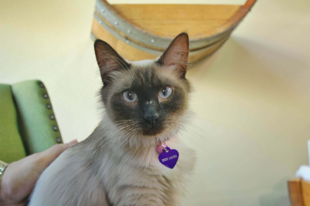 Read about us in Catster orlandocatcafe
