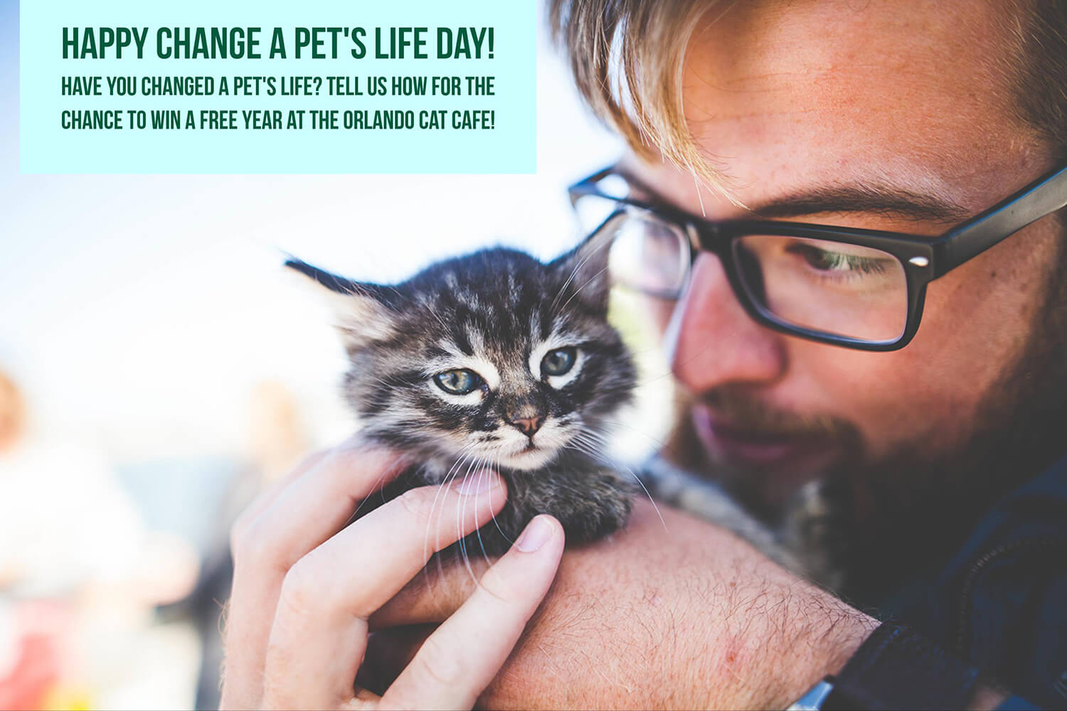 Change a Pet's Life Day Orlando Cat Cafe