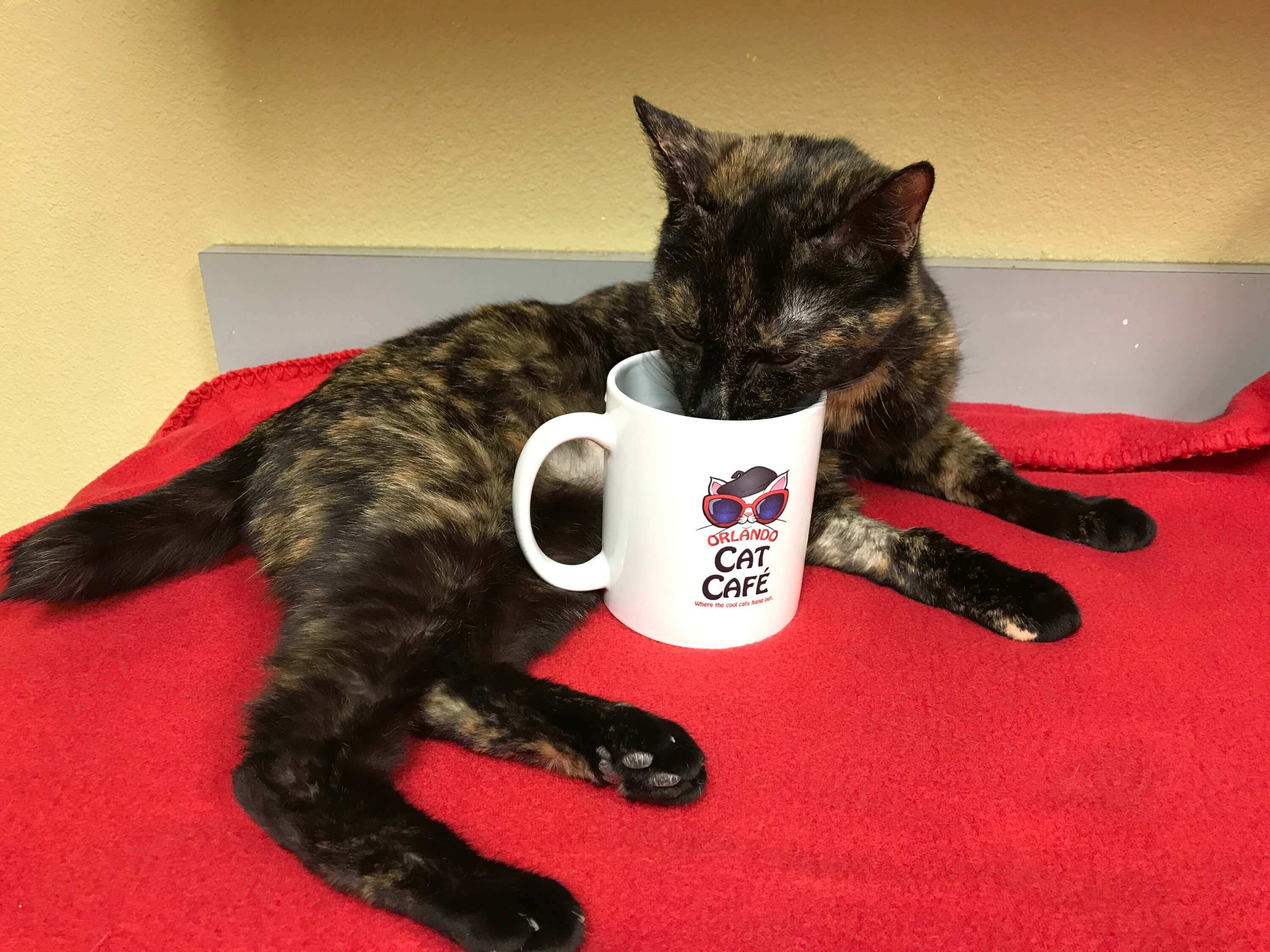 Check out the new OCC Online Retail  Store orlandocatcafe