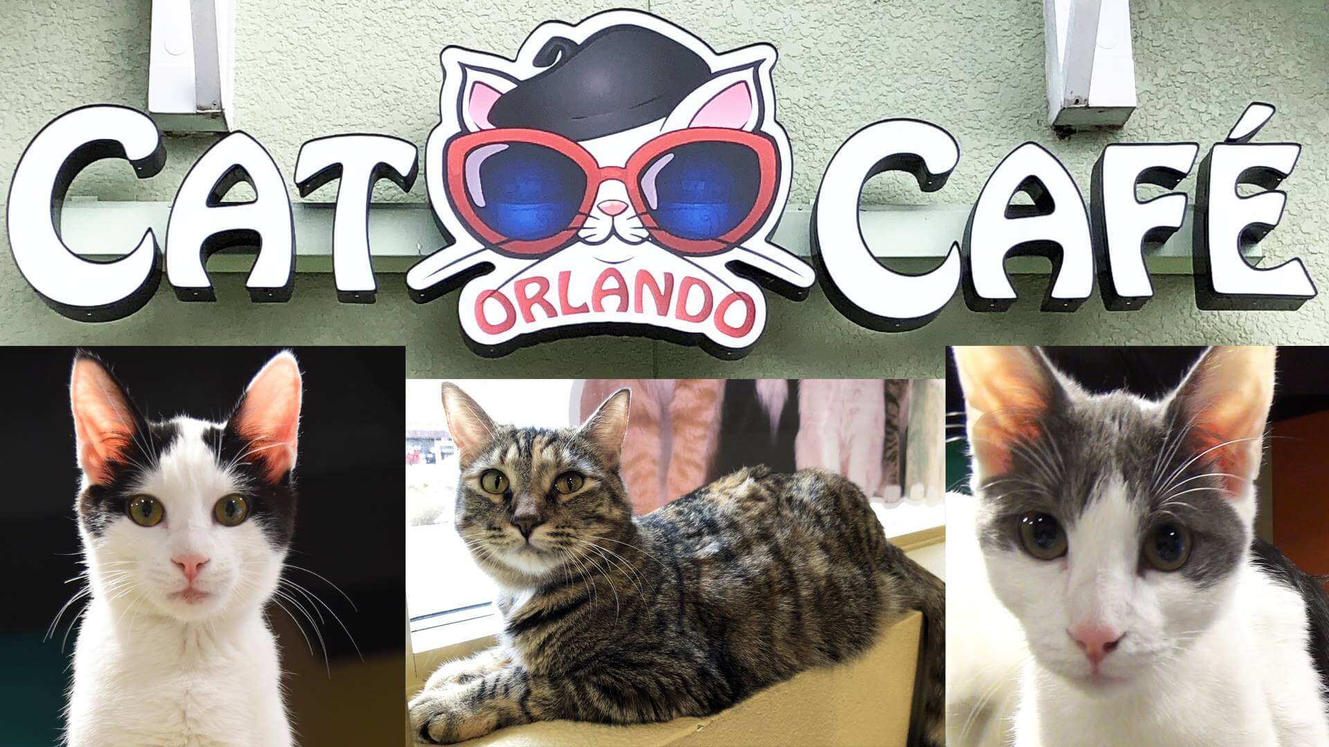 Orlando Cat Caf Orlando Cat Caf