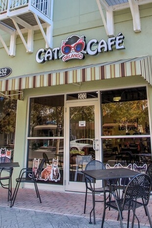 Orlando Cat Caf Orlando Cat Caf