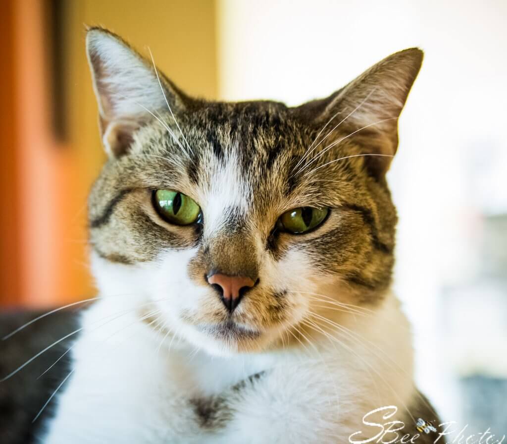  Chester  orlandocatcafe