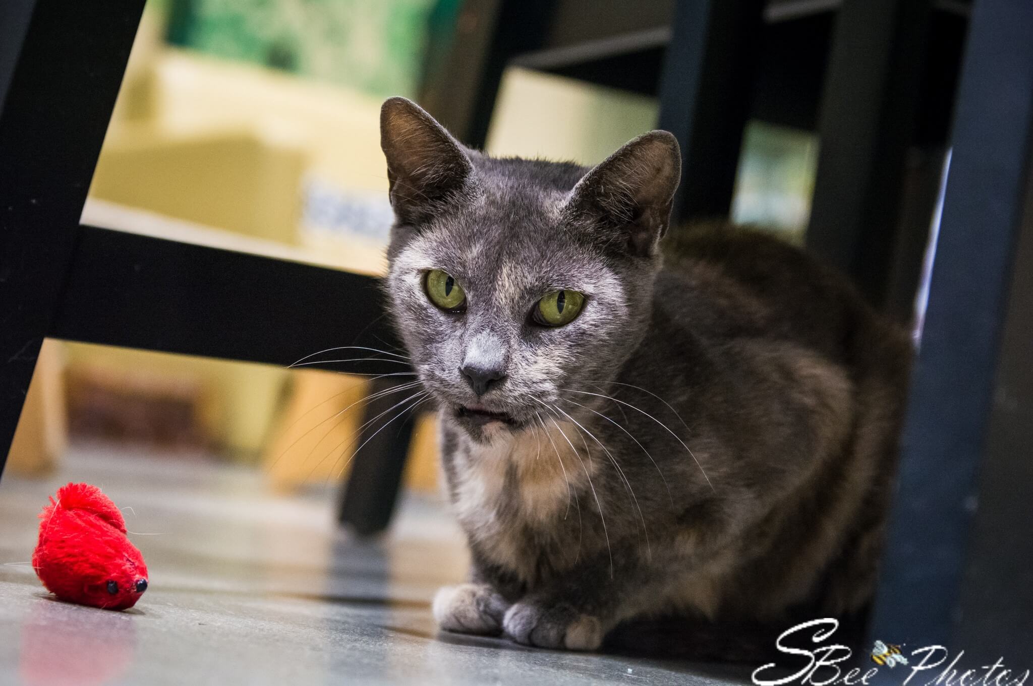 Ramsey - orlandocatcafe