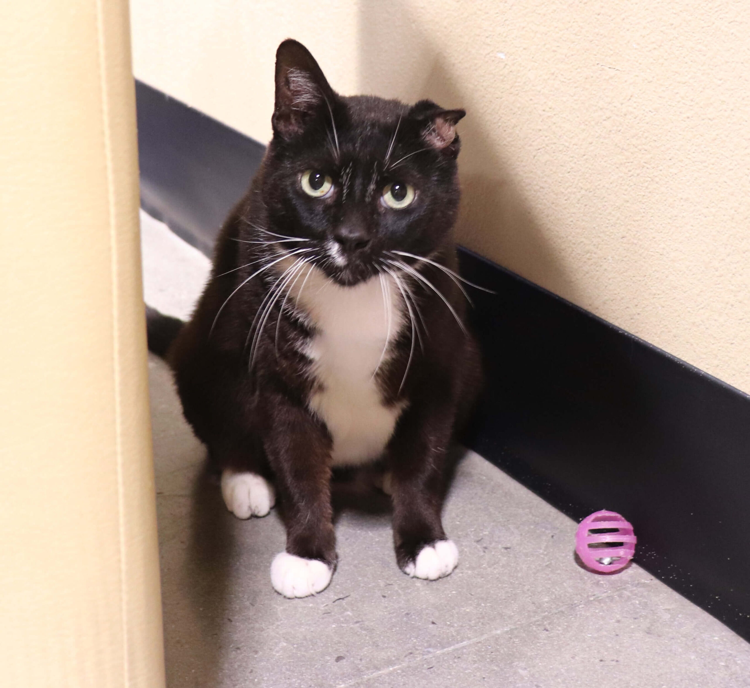 Felix Orlando Cat Cafe