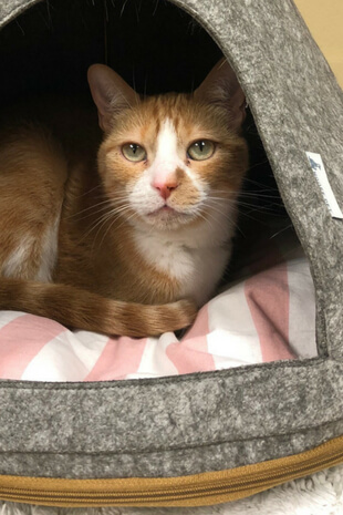 Orlando Cat Caf Orlando Cat Caf