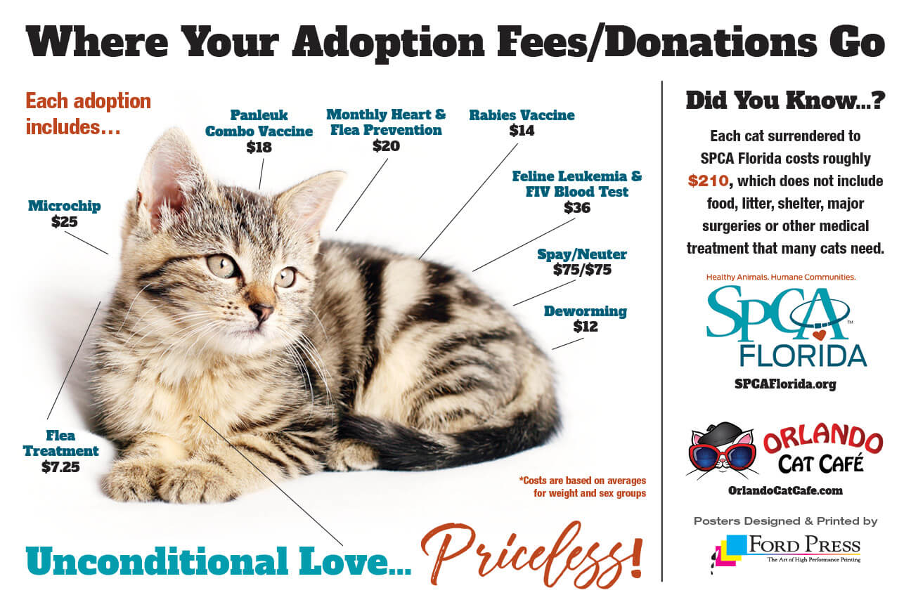 spca adoption prices