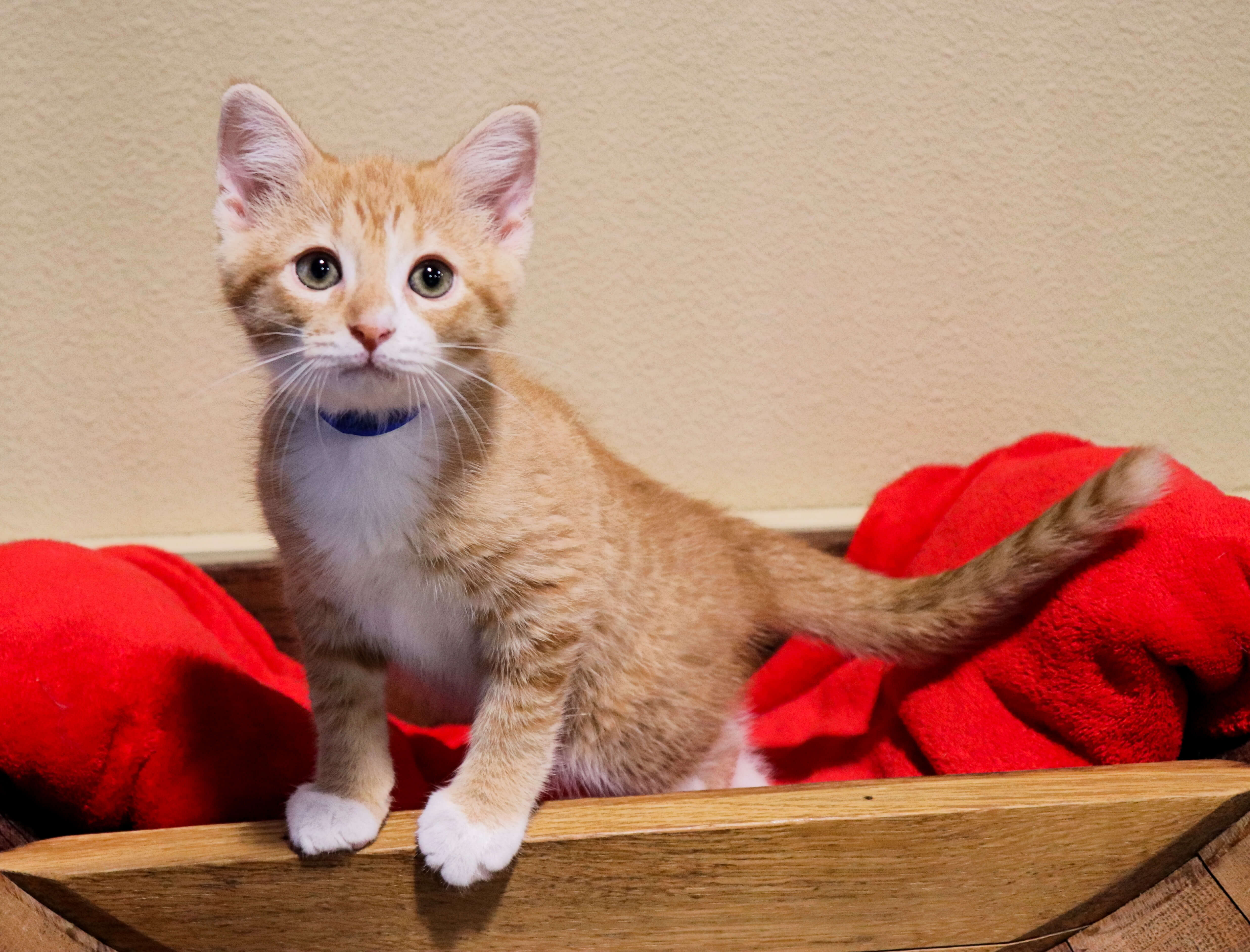 Butterscotch orlandocatcafe