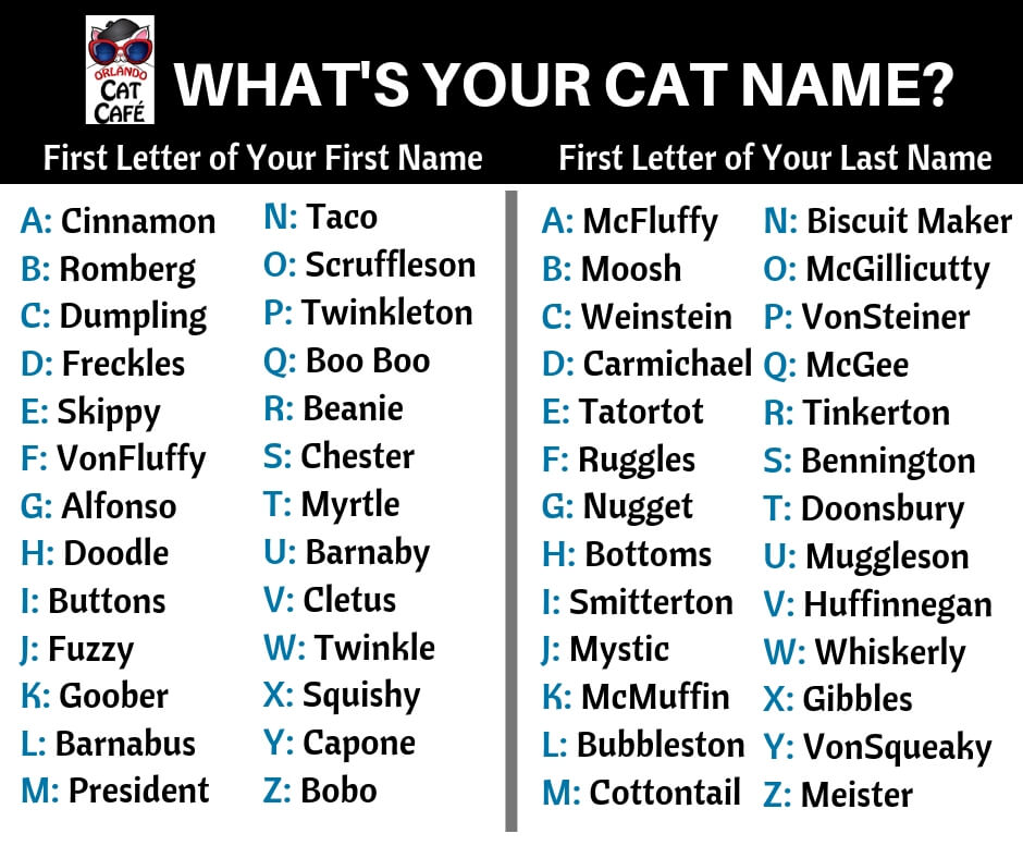 What s Your Cat  Name  orlandocatcafe