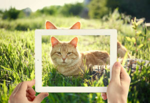 Check out these Cats with Social Media Fame