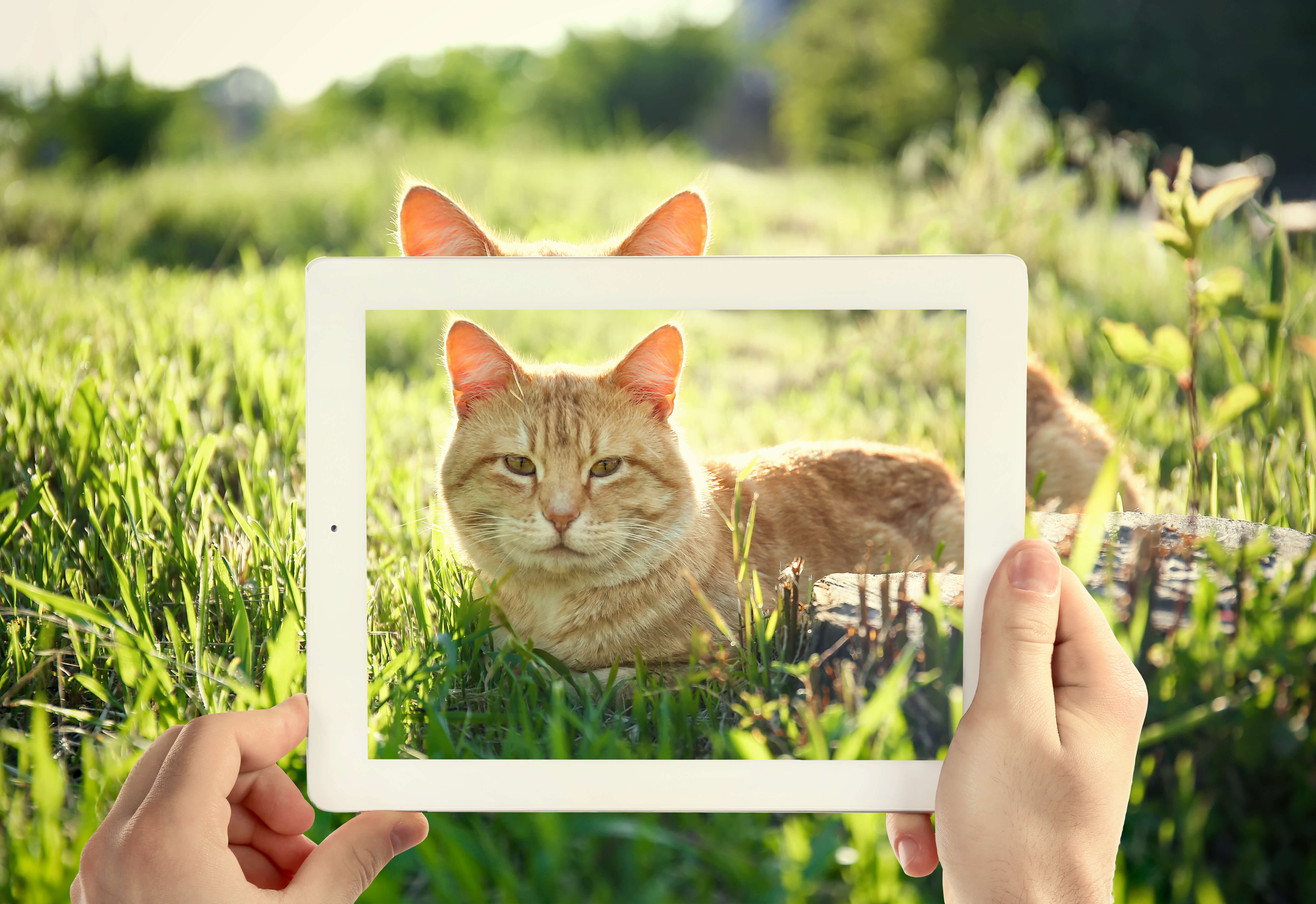 Check out these Cats with Social Media Fame