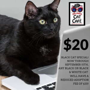 $20 black and black and white cat special
