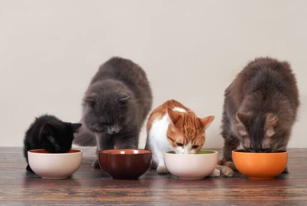 Cats Eating