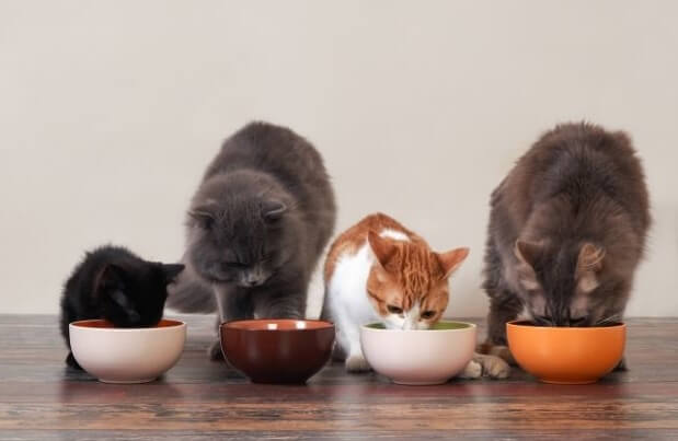 Cats Eating