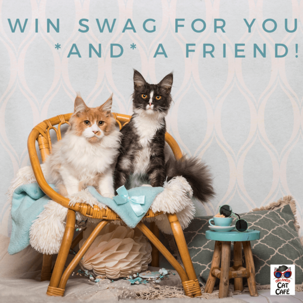 Win swag for you and a friend with the Orlando Cat Cafe sweepstakes!