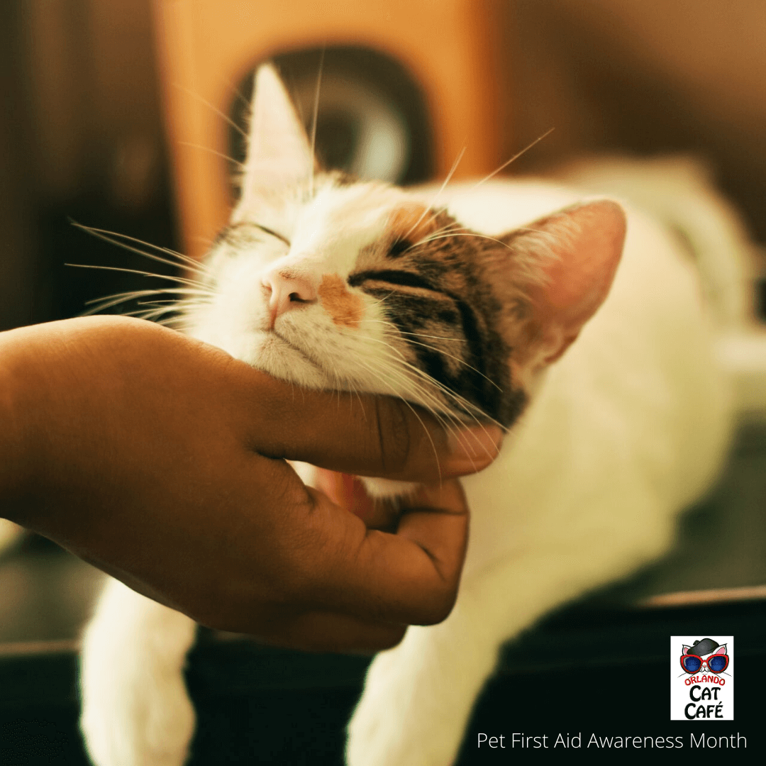 Jessica Whitehouse, Author at Orlando Cat Cafe