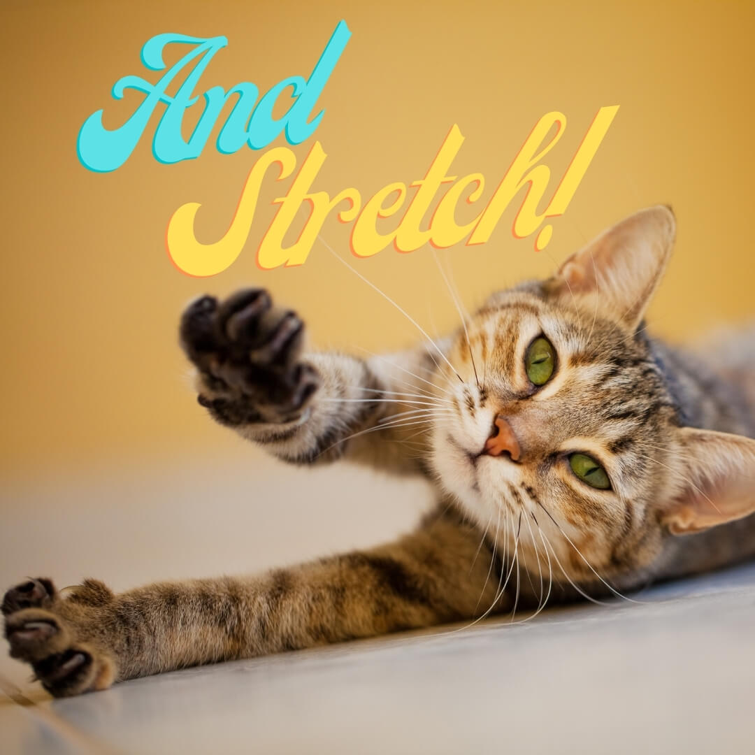 Stretch Contest Image