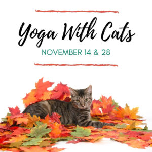 November Yoga with Cats