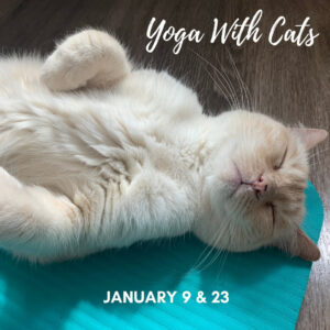 Yoga with kitties