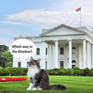 White House Cats