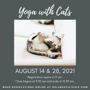 Yoga with Cats