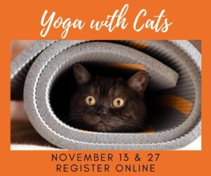 Yoga on November 13 and 27
