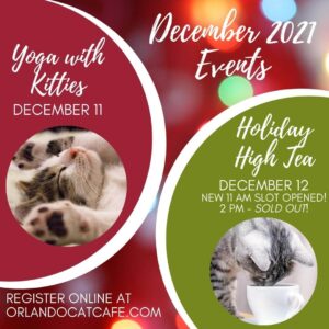 Cat cafe events