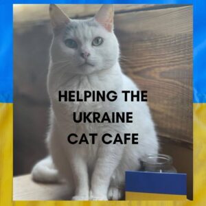 Helping the Ukraine Cat Cafe