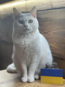 Photo of a Ukraine Cat