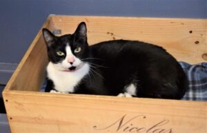 Squeaker - Female, Born 1/1/21