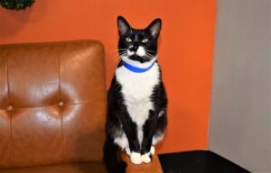 Bandit - Male, Born 5/5/15