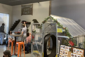 orlando-cat-cafe-inside