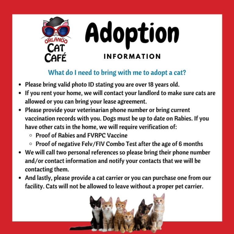 Orlando Cat Café Adopt A Cat