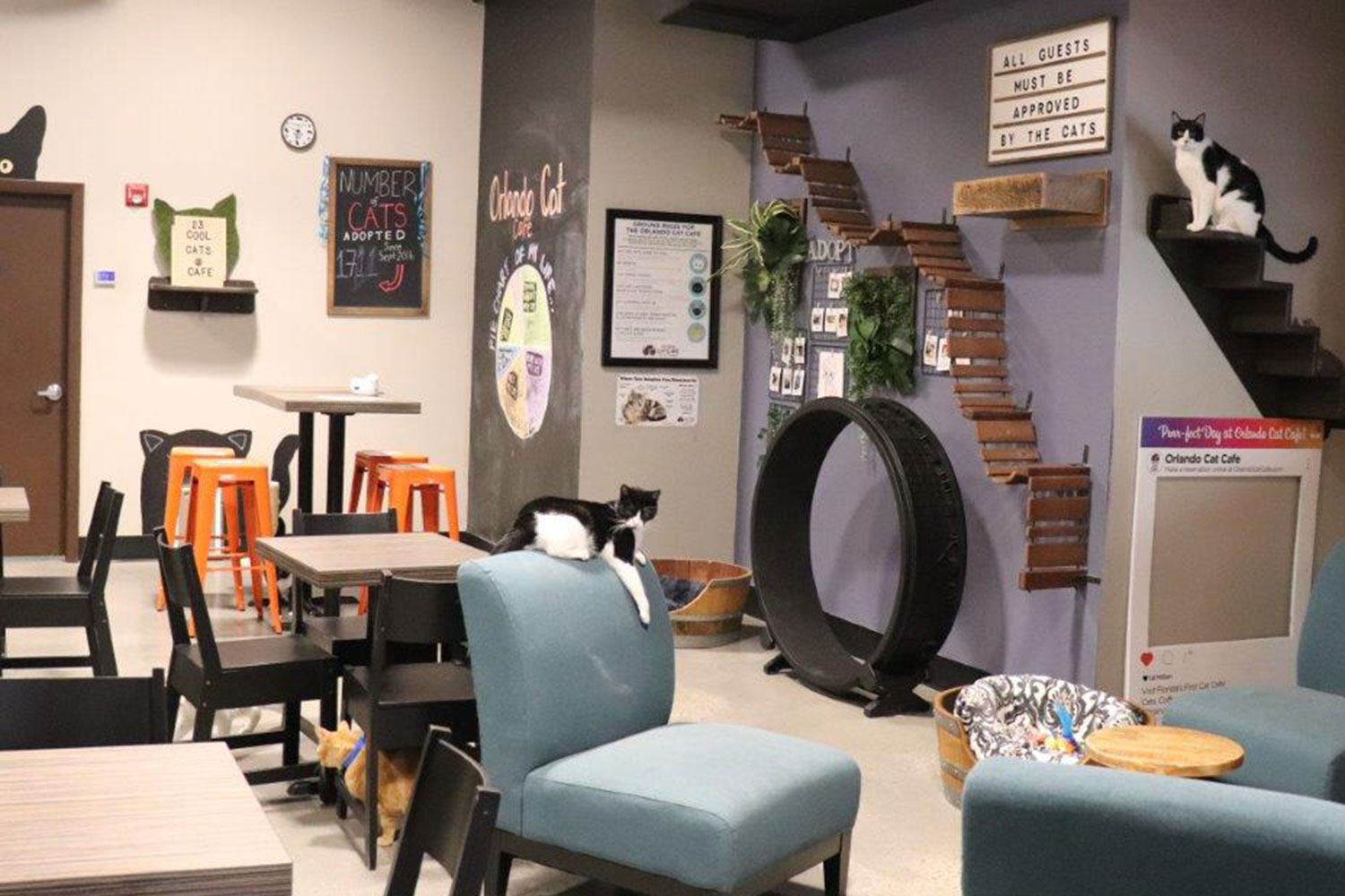 Orlando Cat Cafe