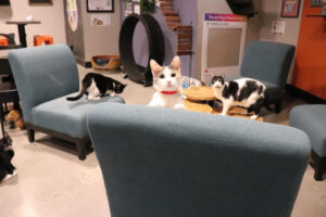 orlando-cat-cafe-cats-playing-inside