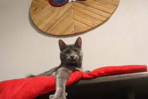 orlando-cat-cafe-cool-cat