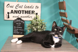 orlando-cat-cafe-lazy-cat