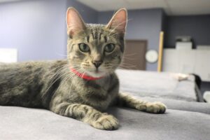 Betty - Female, Born 1/5/20