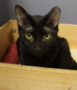 Celine Cuisine - Female, Born 12/21/21