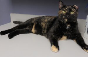 Kelli - Female, Born 2/27/19