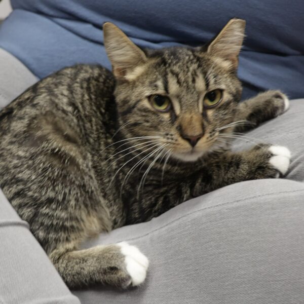 Kumba - Male, Born 4/1/22